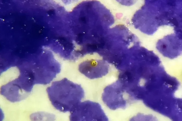 الخيال أكبر دائماً من المقاييس (ديفيد أ. ليندون)