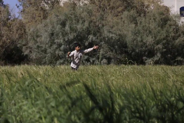 طفل يلعب في حقل للشعير بمدينة صنعاء اليمنية (إ.ب.أ)