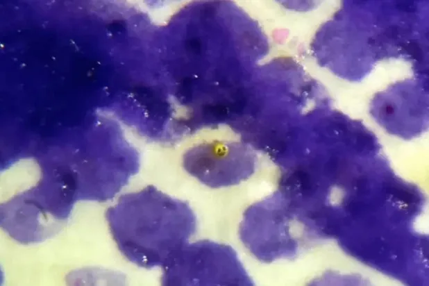 David A Lindon's latest sculpture is the same size as a human blood cell, mould spores, bacteria, talcum powder or a fog droplet (David A Lindon)