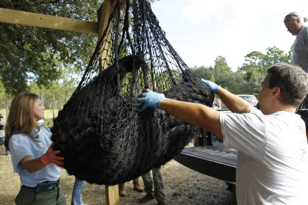 FILE - A black bear is weighed by FWC Biologists Alyssa Simmons and Mike Orlando at the Rock Springs Run Wildlife Management Area near Lake Mary, Fla., Oct. 24, 2015. (Luis Santana/Tampa Bay Times via AP, file)
