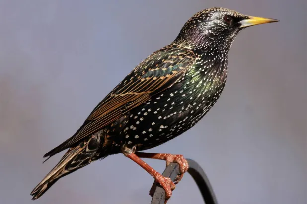 الأسماء تتكاثر لكنّ الطيور تختفي من الحقول والسماء (شاترستوك)