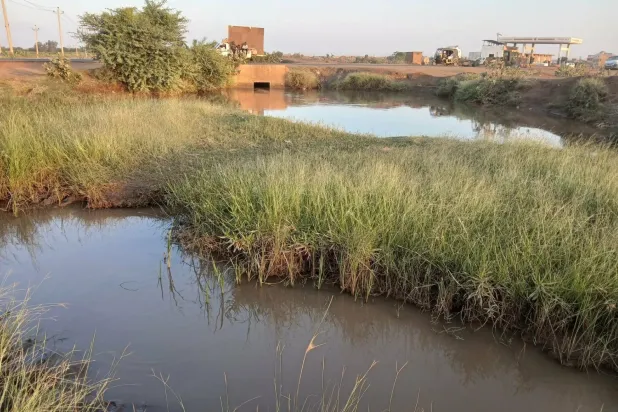 Yabani otlar sulama kanallarını doldurarak suyun çiftliklere ulaşmasını zorlaştırıyor (Şarku’l Avsat)