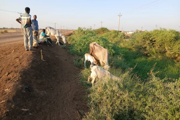 المزارع أصبحت مرتعاً للحيوانات بعد أن هجرها أصحابها بسبب الحرب (الشرق الأوسط)