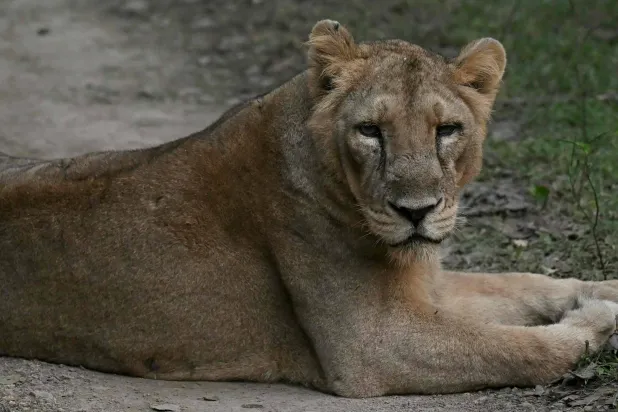 This photograph taken on November 9, 2025 shows a lioness resting after a kill in Gir National Park in India's western state of Gujarat. (AFP)