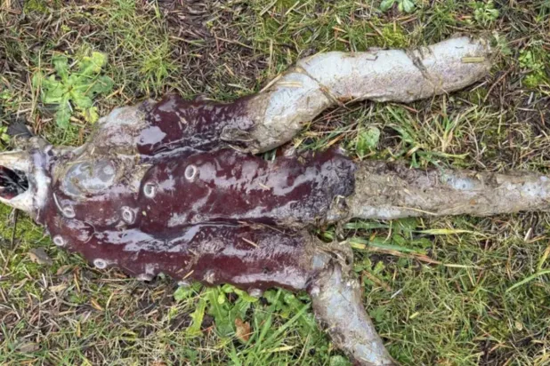 البحر يخفي أكثر مما يبوح (إيست غرامبيان)