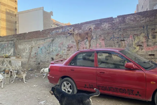 انتشار الكلاب في أحد شوارع محافظة الجيزة (الشرق الأوسط)