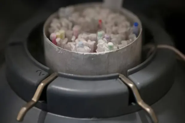 Laboratuvarda dondurulmuş sperm örnekleri, azot çözeltisi içeren soğutmalı bir kapta saklanıyor (Arşiv- Reuters)