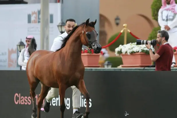 شهد اليوم الأول تركيزاً على الفئة الأولى «المهرات عمر سنة» التي شملت 8 مجموعات (واس)