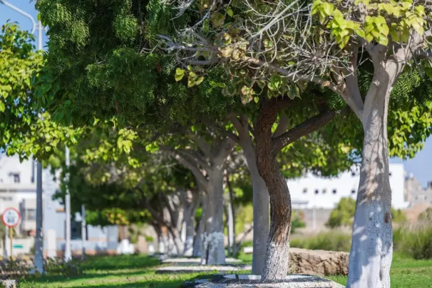 The projects falls in line with the objectives of the Kingdom’s Vision 2030 - SPA 