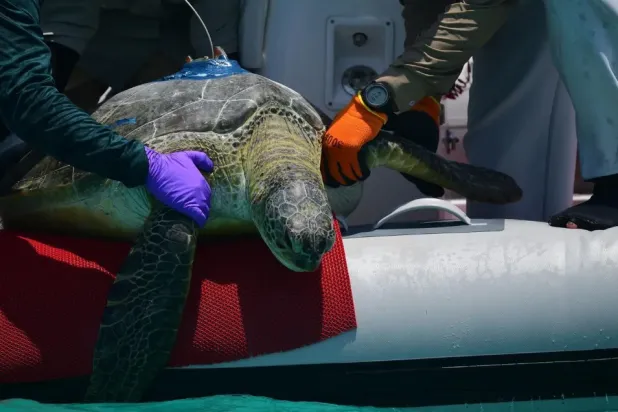 This data will fill a critical regional knowledge gap and drive unified, cross-border conservation strategies for these globally endangered species - SPA