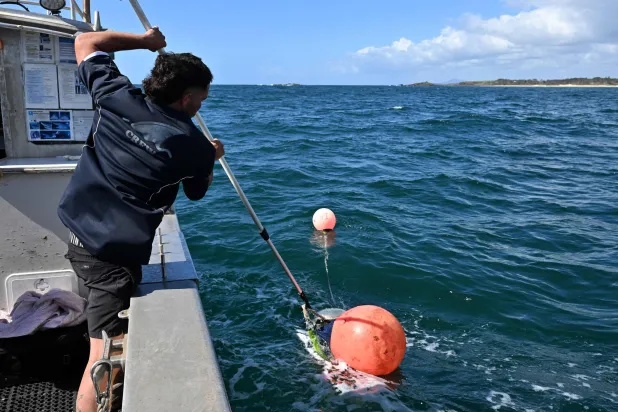 This picture taken on November 10, 2025 shows Charlie Kerr from the shark monitoring program retrieving smart drumlines equipped with baited hooks that were deployed at popular coastal locations in waters up to 15 meters (50 feet) deep near Coffs Harbour, New South Wales. (Photo by Saeed KHAN / AFP)
