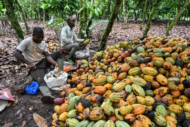 Producers harvest cocoa on a plantation in Agboville, in the Agneby-Tiassa region of Ivory Coast, on December 4, 2025. (Photo by Sia KAMBOU / AFP)