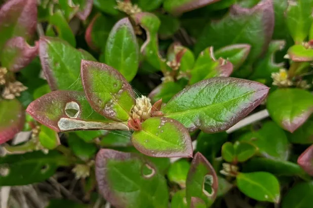 النبات البرازيلي يتميز بأوراقه الصغيرة وسيقانه الرقيقة (مؤسسة ساو باولو للأبحاث)