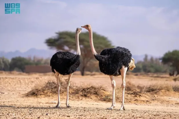 The initiative forms part of RCU's strategy to rehabilitate wildlife and achieve environmental sustainability.