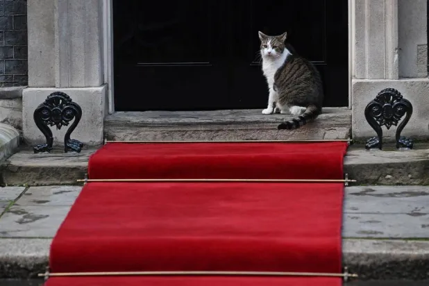 Larry the Downing Street cat is a global celebrity in his own right, with more than 900,000 followers on X. JUSTIN TALLIS / AFP/File
