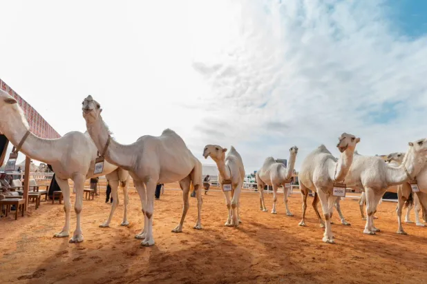 أعلنت لجنة التحكيم النهائي بمهرجان الملك عبد العزيز للإبل في نسخته العاشرة نتائج الفائزين الأحد (واس)