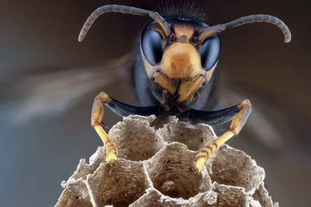 الدبابير الآسيوية يمكنها التهام 50 نحلة في اليوم (الوحدة الوطنية للنحل البريطاني)