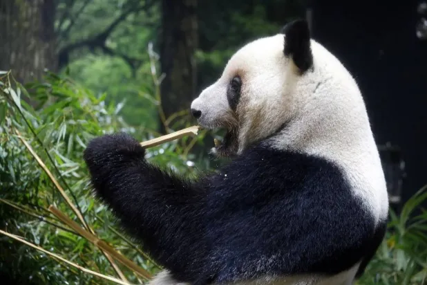 Giant panda Lei Lei eats bamboo at Ueno Zoological Gardens in Tokyo, Japan, 28 November 2025. (EPA)