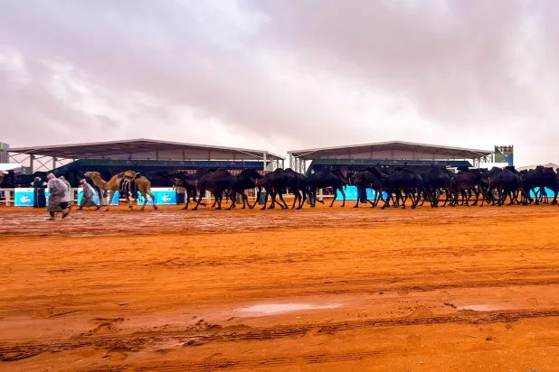 أعلنت إدارة مهرجان الملك عبد العزيز للإبل تأجيل التحكيم النهائي لشوط سيف الملك للون المجاهيم (مهرجان الملك عبد العزيز للإبل)