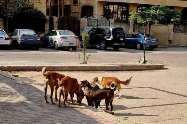 انتشار الكلاب الضالة يؤرق كثيراً من المصريين (صفحة فريق إنقاذ الحيوانات - رفق)