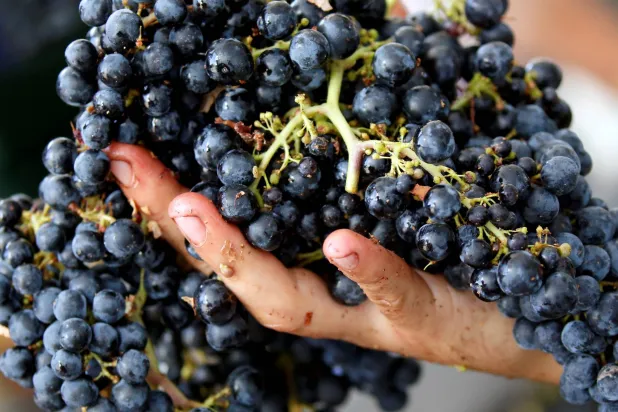 تناول العنب يمنح الجسم فوائد صحية مختلفة (رويترز)