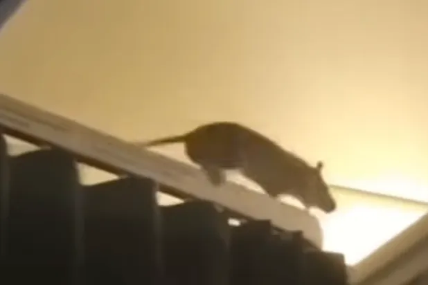 لقطة من الفيديو تظهر الفأر يزحف فوق حافة إحدى ستائر
