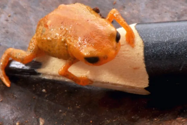 من أصغر الحيوانات رباعية الأرجل في العالم (إنستغرام)