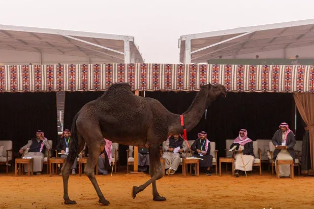 أعلنت نتائج الفائزين في اليوم السادس عشر من منافسات أشواط فعاليات مسابقة المزاين لفئة الجمل (مهرجان الملك عبد العزيز للإبل)