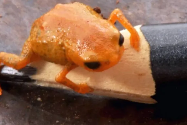 Tiny toadlet measuring less than 14 mm in length (Luiz Fernando Ribeiro)
