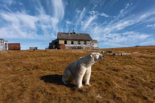 يظهر دب قطبي أمام محطة أبحاث مهجورة بجزيرة كولوتشين قبالة تشوكوتكا في روسيا (أ.ب)