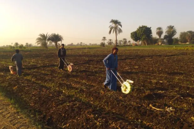 زراعة الطماطم تتم في عدة مواسم (وزارة الزراعة المصرية)