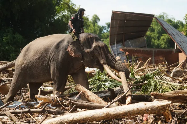 Elephants are used to clear logs and debris in a village affected by flooding in Pidie Jaya, Aceh province, Indonesia, Monday, Dec. 8, 2025. (AP Photo/Ahyar Tarmizi)