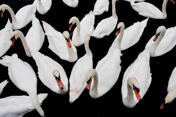  Mute swans float on the River Thames, Oct. 10, 2025, in Windsor, England. (AP Photo/Julia Demaree Nikhinson, File)