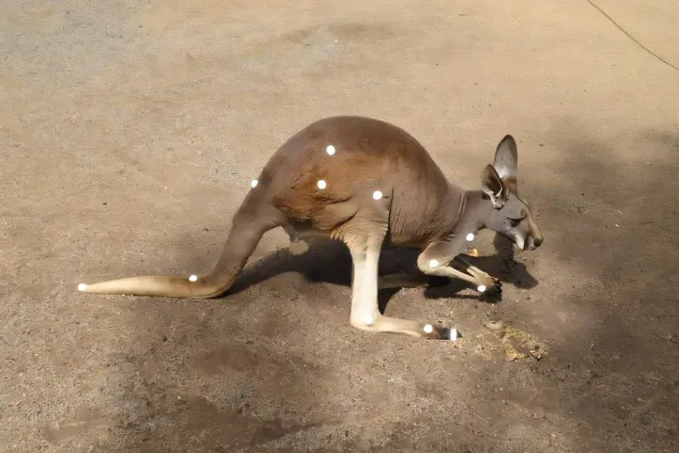 صورة لكنغر من الدراسة مع علامات لفريق البحث تظهر ملامح الحركة ثلاثية الأبعاد (كريغ ماكجوان - جامعة صن شاين كوست)