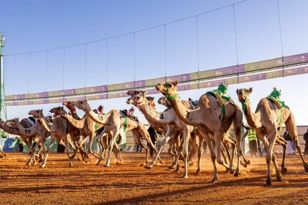 أعلنت اللجنة المنظمة لجائزة الملك عبد العزيز لسباقات الهجن أسماء الفائزين بالمراكز الأولى في فئة اللقايا (نادي الإبل)