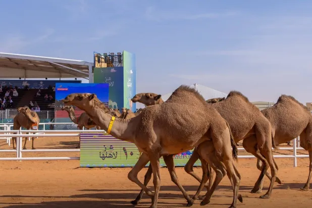 فعاليات مسابقة المزاين لفئة شوط شلفا ولي العهد «شعل» بعد استعراضها أمام لجنة التحكيم (نادي الإبل)