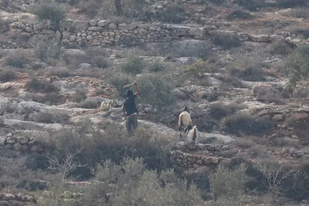 An Israeli settler strikes an olive tree near the Palestinian village of Beita, following a rise in violent settler attacks in the Israeli-occupied West Bank November 12, 2025. (Reuters)