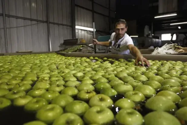 يُعدّ التفاح الأخضر من الخيارات المثالية لإدارة مرض السكري (رويترز)