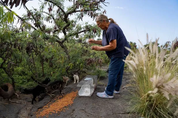 Liz Swan sets up food and a trap for stray cats near the Kealakehe Transfer Station and Recycling Center, Tuesday, Dec. 2, 2025, in Kailua-Kona, Hawaii. (AP)
