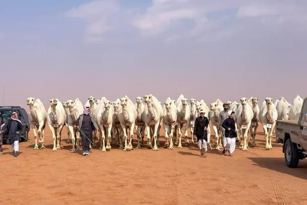 مهرجان الملك عبد العزيز: منقيات الوضح تتصدر القيمة السوقية بمليارَي ريال سعودي 