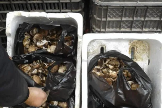 الفطر في مرتفعات القنيطرة «لحم الفقراء» الذي تستهدف إسرائيل جامعيه (موقع الاقتصاد)