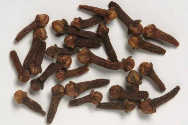 حبات من القرنفل (موقع قاعدة بيانات نباتات العالم)