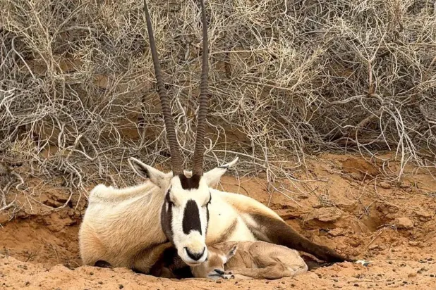 Saudi Arabia's Qassim National Park recorded the birth of an Arabian oryx for the third consecutive year. (SPA)