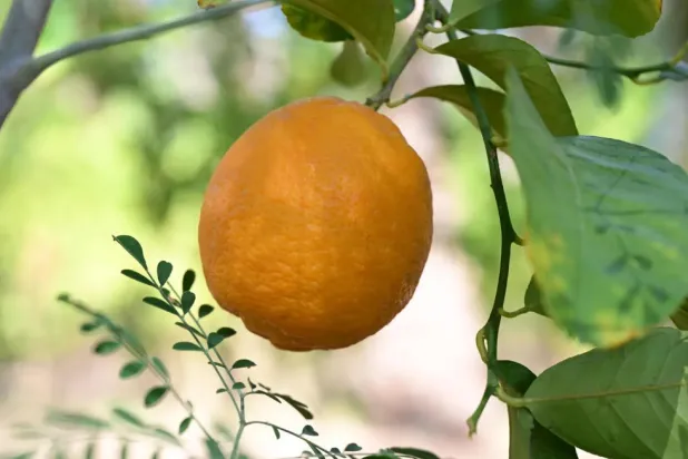 The citrus harvest in AlUla is a significant agricultural and economic event  - SPA