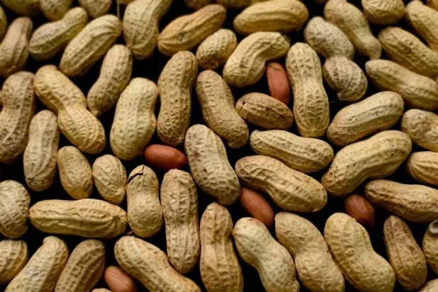 حبات من الفول السوداني وهو من فئة البقوليات (أرشيفية - رويترز)