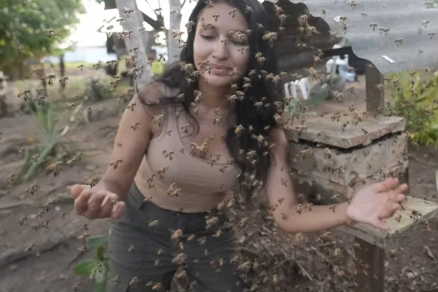 مدينتان في بيرو تمنحان النحل غير اللاسع حقوقاً قانونية (ميريان ديلغادو)