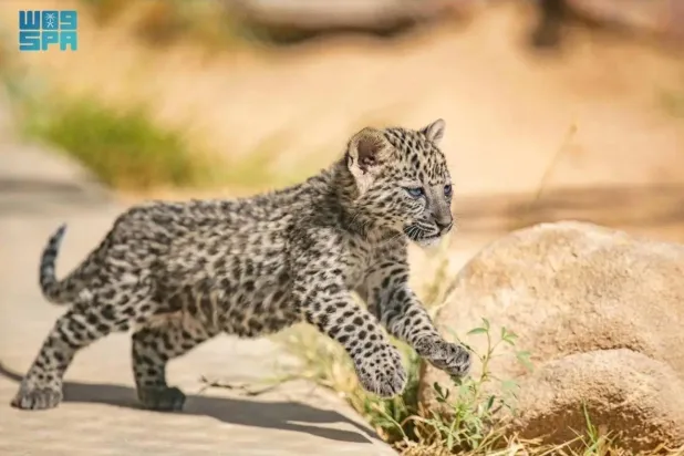 AlUla’s participation in Gulf Wildlife Day reflects its ongoing commitment to protecting its natural resources. SPA