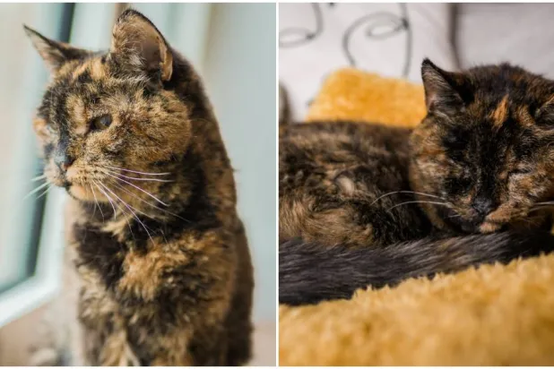 القطة فلوسي التي بلغت من العمر 30 سنة (موسوعة غينيس للأرقام القياسية)