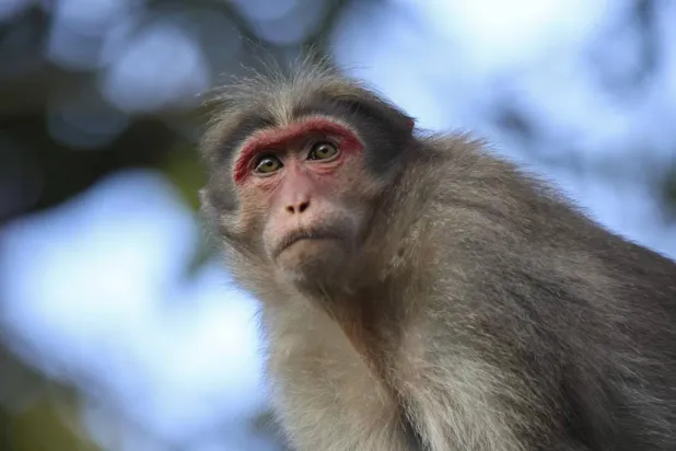 Antik Roma elitlerinin egzotik hayvanlara özel bir ilgisi varmış (Unsplash)