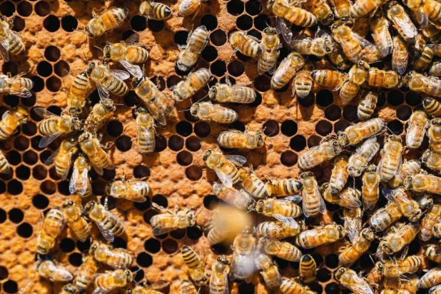 Araştırmacılar, mağarada yer alan kemiklerdeki küçük, sert oyuklar muhtemelen yumurtalara mükemmel bir koruma sağladığını düşünüyor (Unsplash/Temsili)